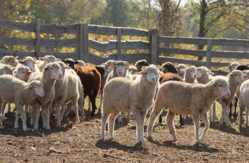 Производство животноводческой продукции